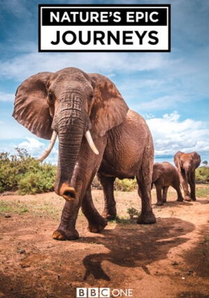 Найбільші в світі міграції / Найбільші міграції в природі постер