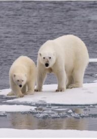Білий ведмідь постер