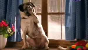 Моллі і Мопс 3 - Мопс рідко ходить сама постер