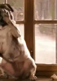 Моллі і Мопс 3 - Мопс рідко ходить сама постер