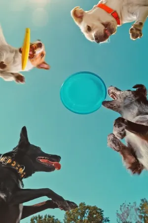 Про що думають собаки постер