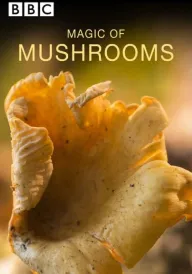 Таємне життя грибів постер