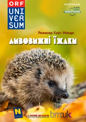 Дивовижні їжаки постер